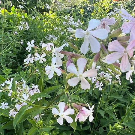 Manor Meeder *